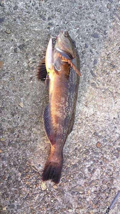 �����ʥ�