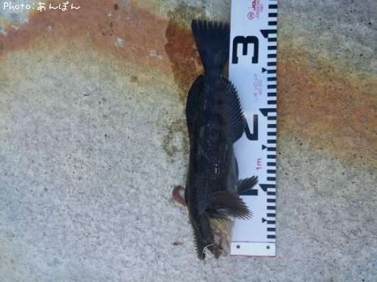 �����ʥ�