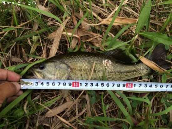 �֥�å��Х�