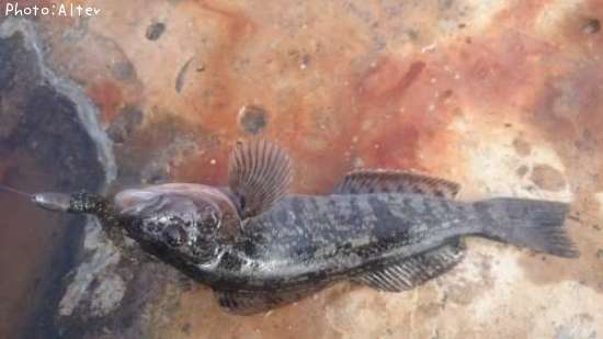 �����ʥ�