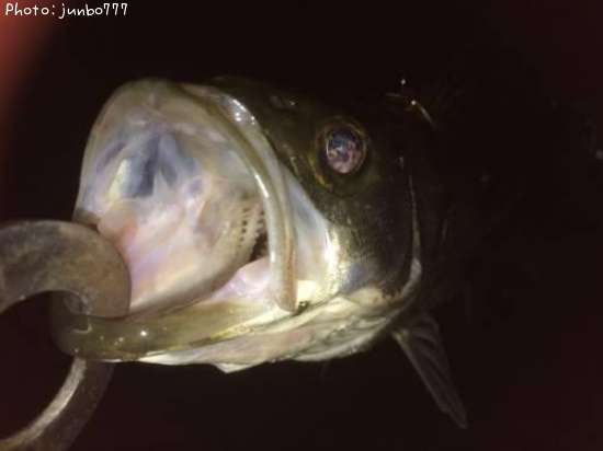 �����Х�