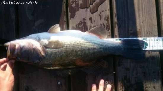 �֥�å��Х�