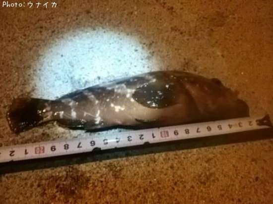 �����ϥ�