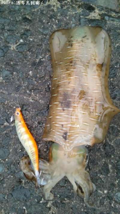 �����ꥤ��