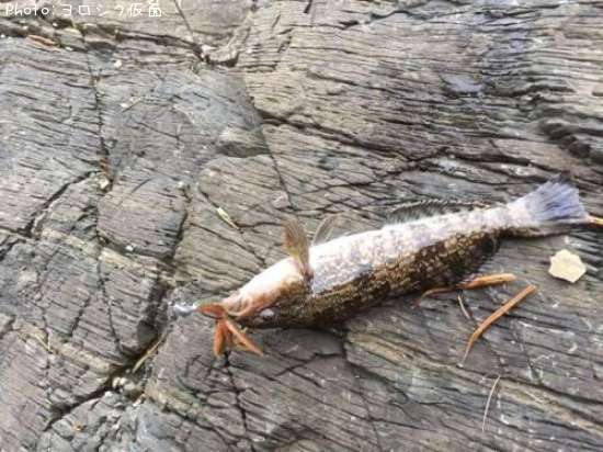 �����ʥ�