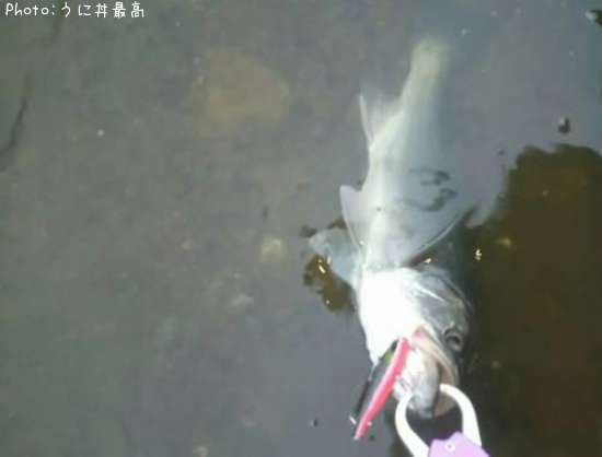 �����Х�