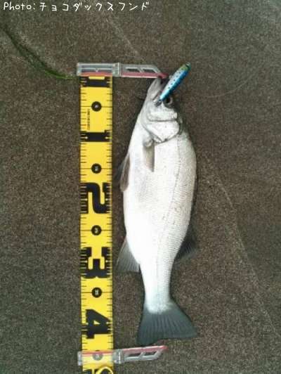 �ҥ饹����