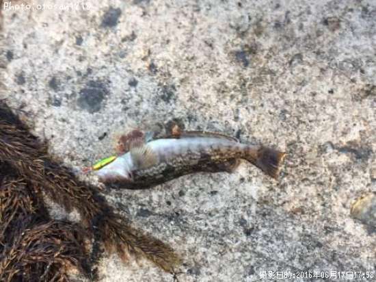 �����ʥ�