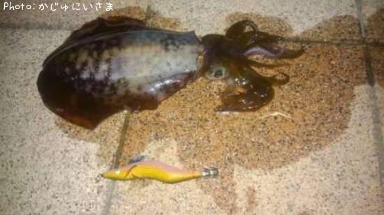 �����ꥤ��