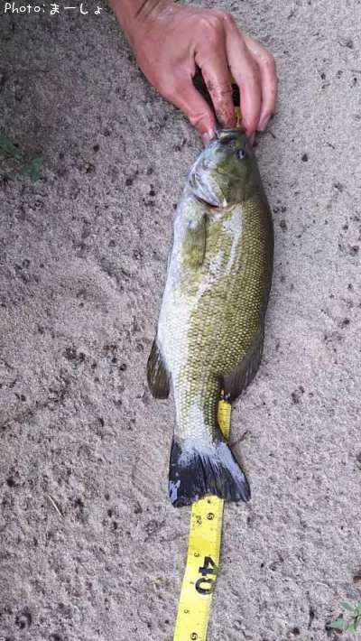 �֥�å��Х��ʥ��⡼��Ǥ�����