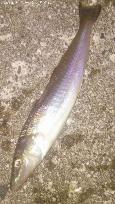 �ѡ���ԥ󥯤ε��ؿ�