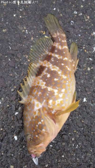 �����ϥ�