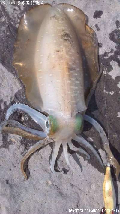 �����ꥤ��