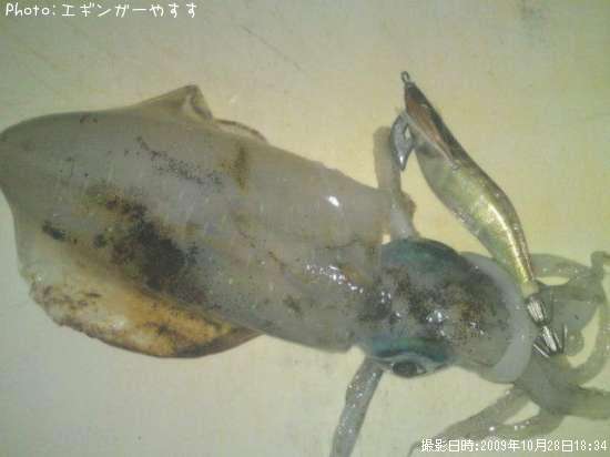 �����걨±