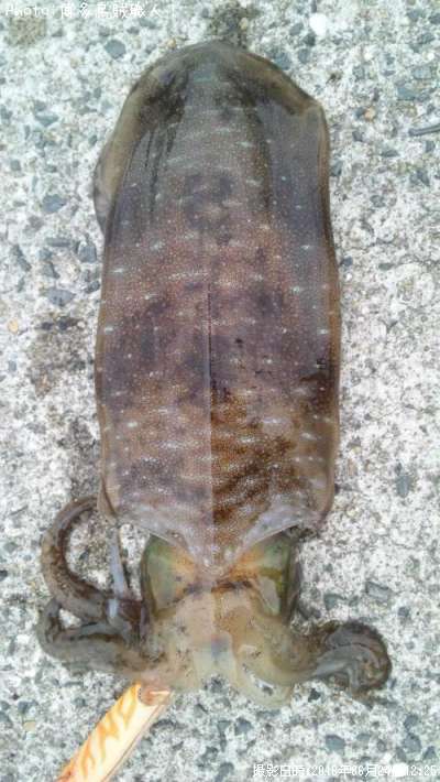 �����ꥤ��