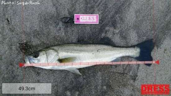 �����Х�