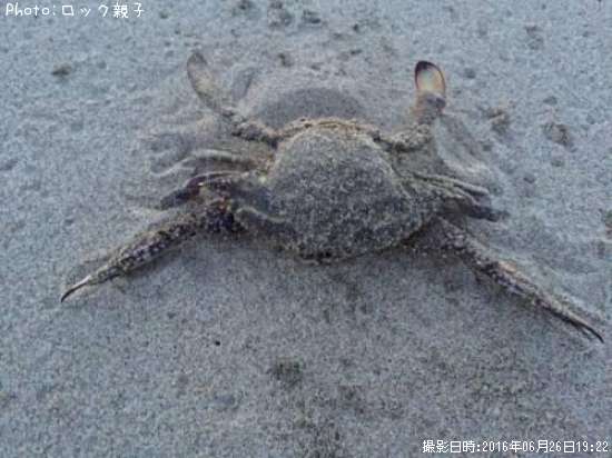 �勵�ꥬ���ˡ�