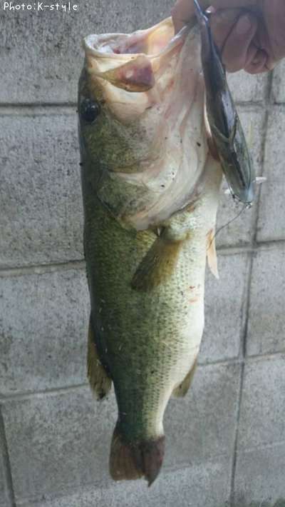 �֥�å��Х�