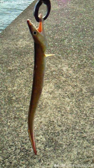 ���ʥ����ϥ⡩