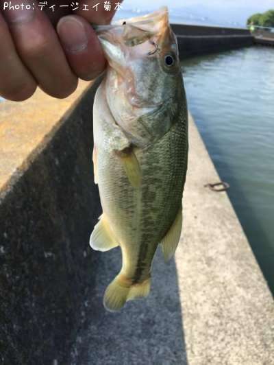 �֥�å��Х�