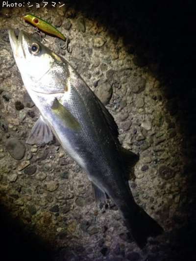 �����Х�