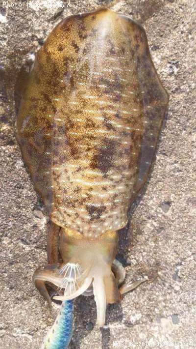 �����ꥤ��