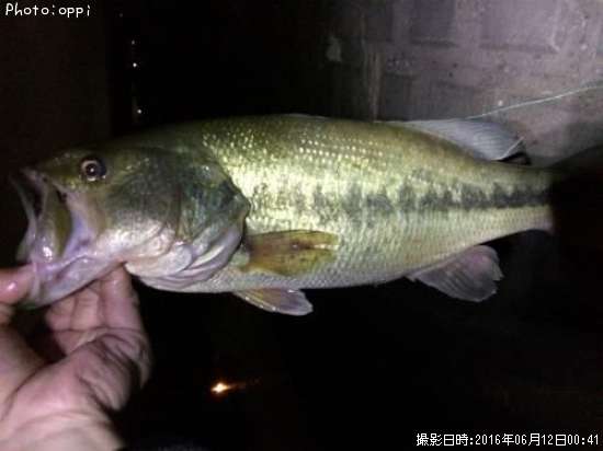 �֥�å��Х�