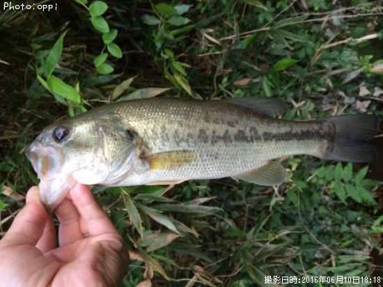 �֥�å��Х�