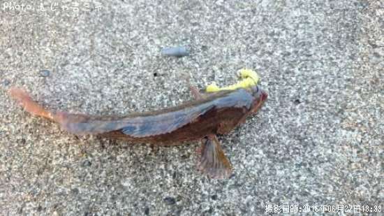 �����ʥ�