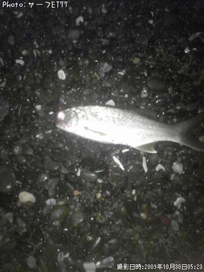 �����ʥ�