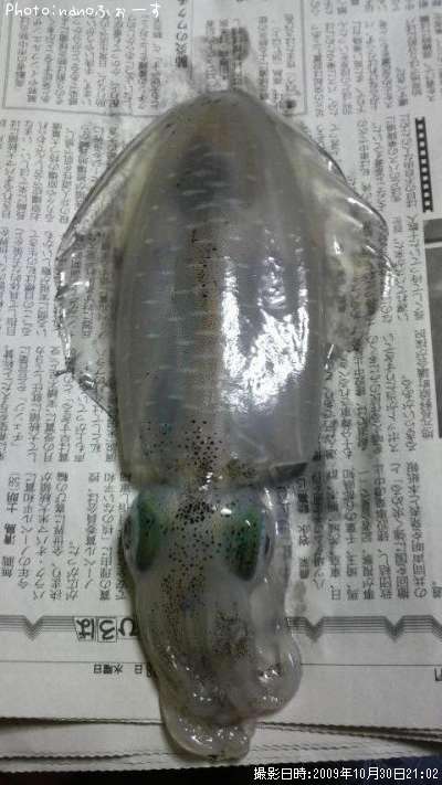 �����ꥤ��