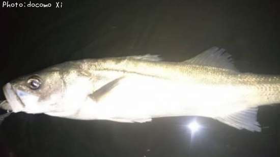 �����Х�