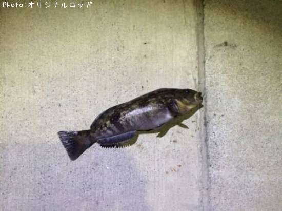 �����ʥ�