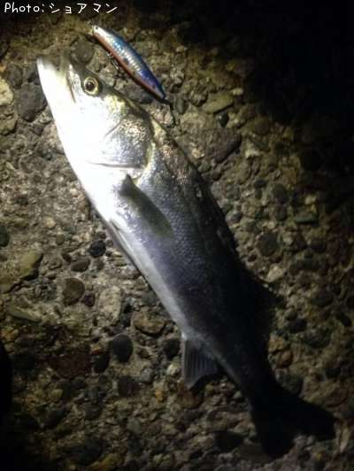 �����Х�