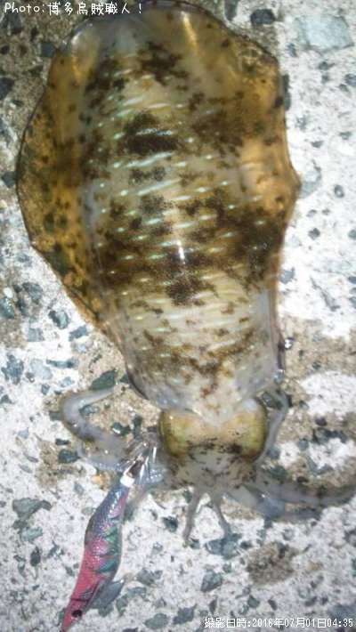 �����ꥤ��