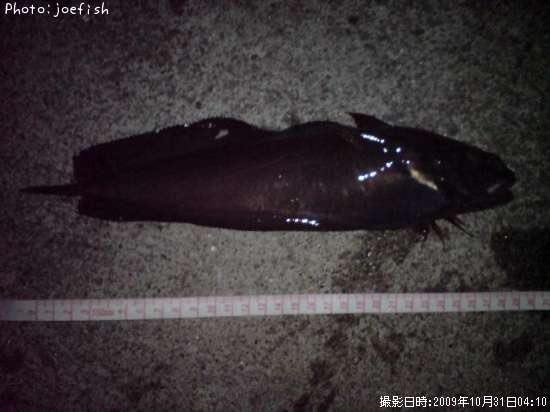 �������������ʥ�