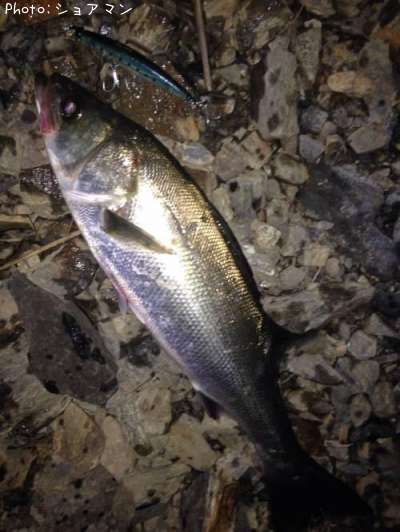 �����Х�