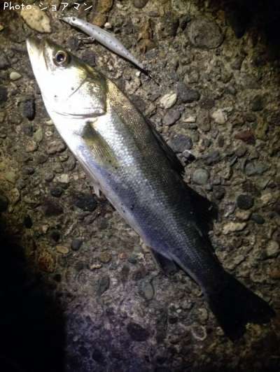 �����Х�