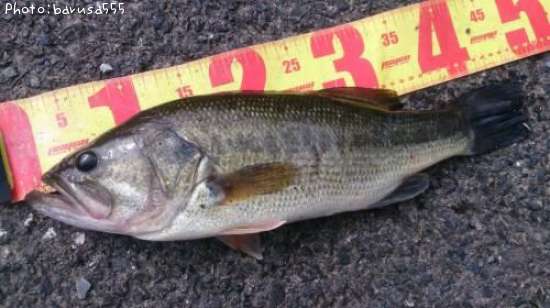 �֥�å��Х�