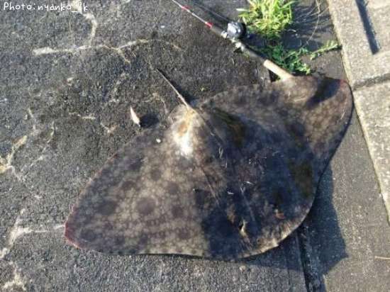 �ĥХ�������