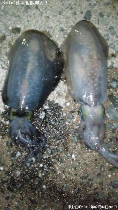 �����ꥤ��