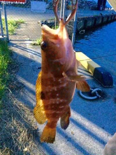 �����ϥ�