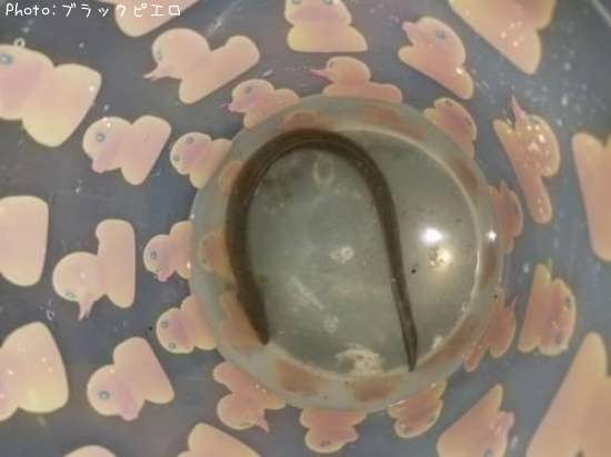���ʤ�