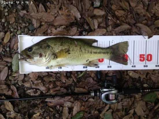 �֥�å��Х�