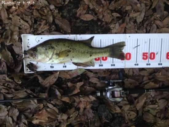 �֥�å��Х�