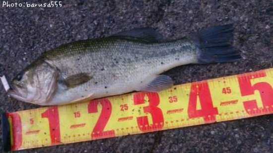 �֥�å��Х�