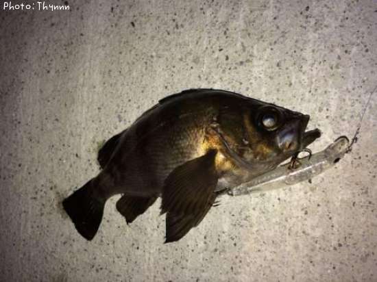 ��Х�ܥ���ƨ��