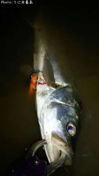 �����Х�