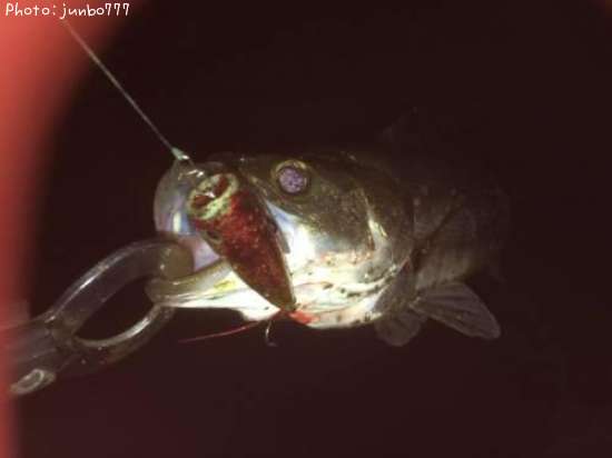 �����Х�