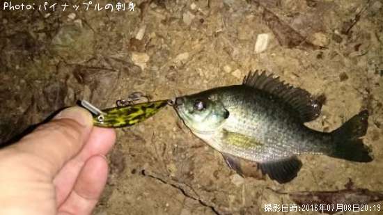 �֥롼����